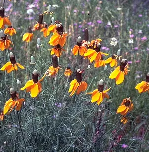 Mexican Hat (Ratibida columnifera)