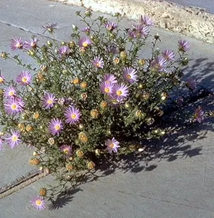 Tanseyleaf Tansyaster (Machaeranthera tanacetifolia)