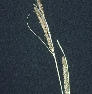 Water Sedge (Carex aquatilis)