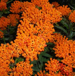 Butterfly Weed (Asclepias tuberosa)
