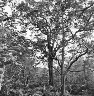 Koa (Acacia koa)