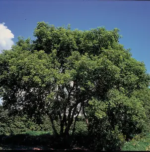 Box Elder (Acer negundo)