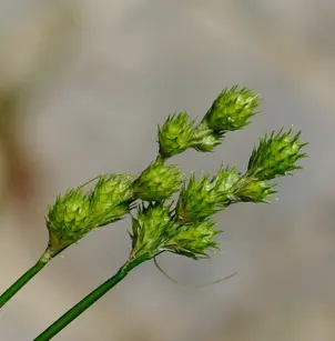Greenwhite Sedge (Carex albolutescens)