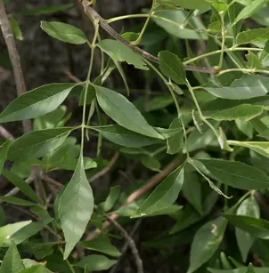 Arizona Ash (Fraxinus velutina)