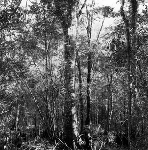 Laurel Oak (Quercus laurifolia)