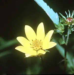 Bearded Beggarticks (Bidens aristosa)