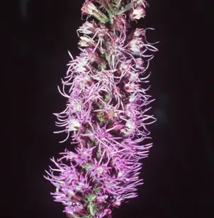 Prairie Blazing Star (Liatris pycnostachya)