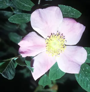 Swamp Rose (Rosa palustris)