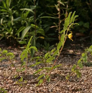 Partridge Pea (Chamaecrista fasciculata)
