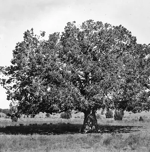 Utah Juniper (Juniperus osteosperma)