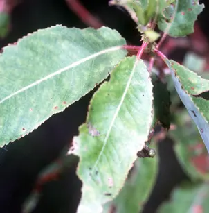 Peachleaf Willow (Salix amygdaloides)