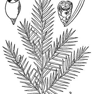 Canada Yew (Taxus canadensis)