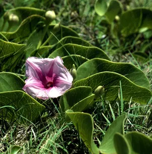 Bayhops (Ipomoea pes-caprae)