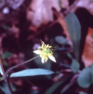 Littleleaf Buttercup (Ranunculus abortivus)