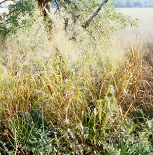 Switchgrass (Panicum virgatum)