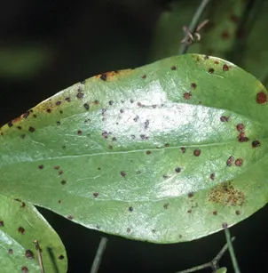 Coral Greenbrier (Smilax walteri)