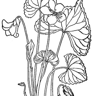 Common Blue Violet (Viola sororia)