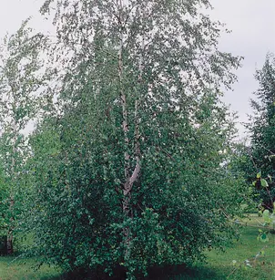 Paper Birch (Betula papyrifera)