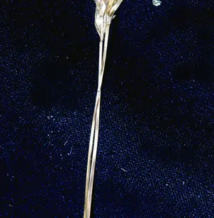 California Field Sedge (Carex praegracilis)