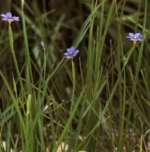 Idaho Blue-Eyed Grass (Sisyrinchium idahoense)