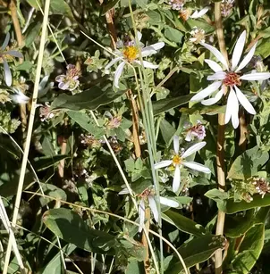Gray Aster (Eurybia glauca)