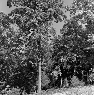 Southern Red Oak (Quercus falcata)
