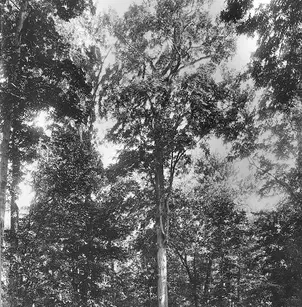 Swamp Chestnut Oak (Quercus michauxii)