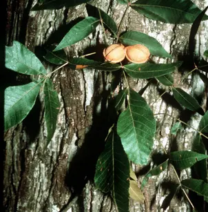 Nutmeg Hickory (Carya myristiciformis)