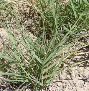 Salt Grass (Distichlis spicata)