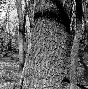 Little Walnut (Juglans microcarpa)