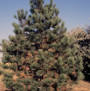 Ponderosa Pine (Pinus ponderosa)
