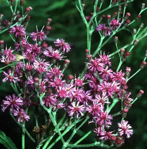 Missouri Ironweed (Vernonia missurica)