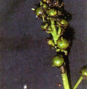 Buckbean (Menyanthes trifoliata)