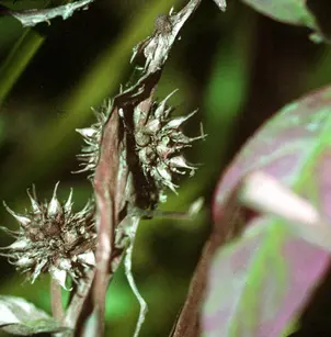 American Bur-Reed (Sparganium americanum)