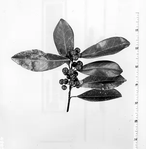 Dahoon (Ilex cassine)