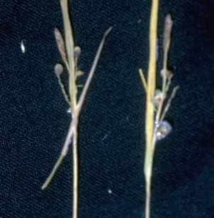 Golden Sedge (Carex aurea)