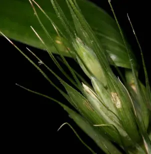Virginia Wildrye (Elymus virginicus)