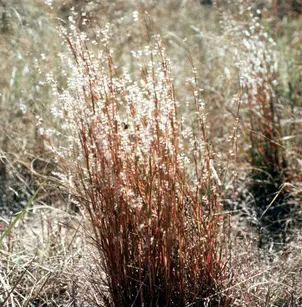 Little Bluestem (Schizachyrium scoparium)