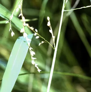 Rattlesnake Mannagrass (Glyceria canadensis)