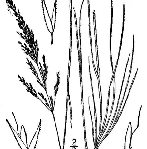Velvet Bentgrass (Agrostis canina)