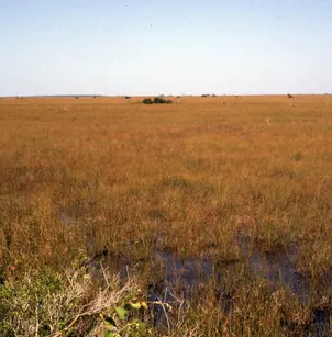 Jamaica Swamp Sawgrass (Cladium mariscus subsp. jamaicense)