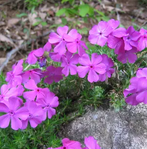 Moss Pink (Phlox subulata)