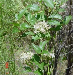 Western Virgin's Bower (Clematis ligusticifolia)