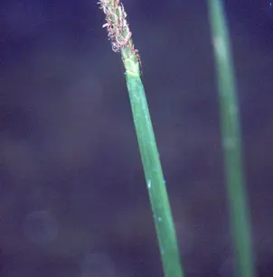 Squarestem Spikerush (Eleocharis quadrangulata)