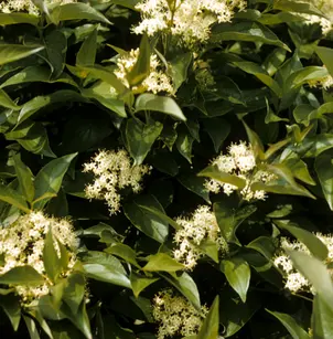 Gray Dogwood (Cornus racemosa)