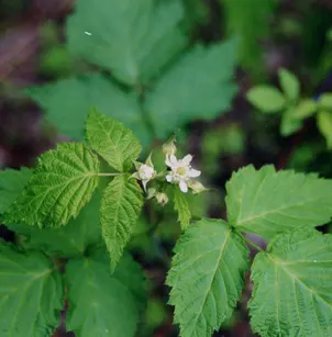 Black Raspberry (Rubus occidentalis)