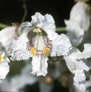 Western Catalpa (Catalpa speciosa)