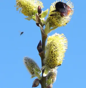 Park Willow (Salix monticola)