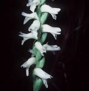 Nodding Lady's Tresses (Spiranthes cernua)