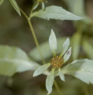 Purplestem Beggarticks (Bidens connata)